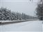 I like this photo.  It's taken from our driveway looking at the snow covered pine trees.