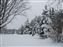 Still Dec 5th 2013.  These tress are our lot line of the left side.