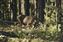 On the way down from Signal Mountain we saw this deer.