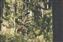 G_Tsignal_Mountain99.JPG