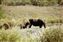 On US-89 shortly before we entered Yellowstone National Park we saw this mother Moose and her two calves.
