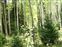 Here we're in a grove of Aspen Trees, the second tree left of center had it's bark scraped of by a bear.  I should have zoomed in as in this photo it just looks like a patch of brown on the white Aspen tree.  The scraping was at least 8 feet up the tree.