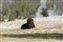 A buffalo resting in the Upper Geyser Basin