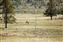 Here's an Elk grazing in the valley.