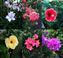 Collage 1 of flowers.