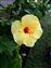 This is a Hibiscus, the state flower of Hawaii.