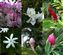 Collage 5 of flowers.