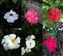 Collage 4 of flowers.