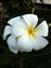 This is a Plumeria flower, my favorite.