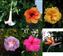 Collage 2 of flowers.