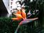 This is the 'Bird Of Paradise' flower, there were many of them around the condo.