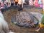 While the pig was being uncovered they told us about traditions behind blessing and cooking the pig.