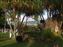 These are Pandanus trees.