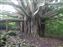Shortly past the gate was this Banyan tree.