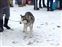 Hey, that's a Husky... not a Polar Bear